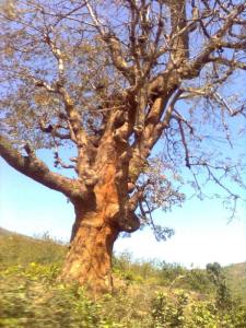 gnarled-tree